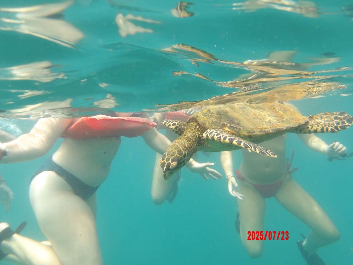 People swimming underwater with a sea turtle nearby