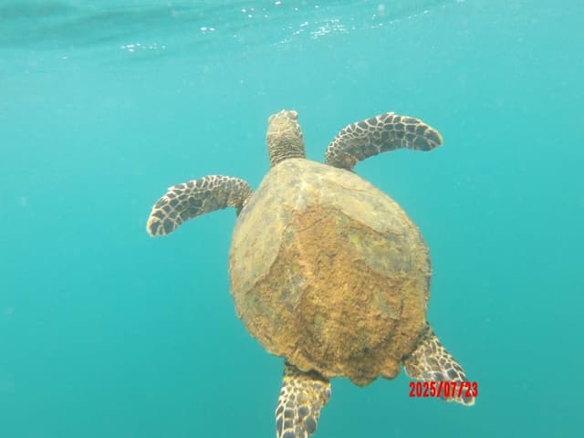 A sea turtle swimming underwater with a clear view of its shell and flippers against a blue ocean background