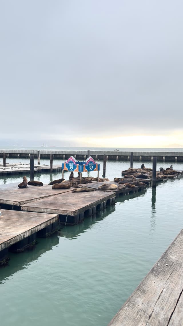 Sea lions resting on wooden docks in a calm harbor, with a cloudy sky and distant horizon