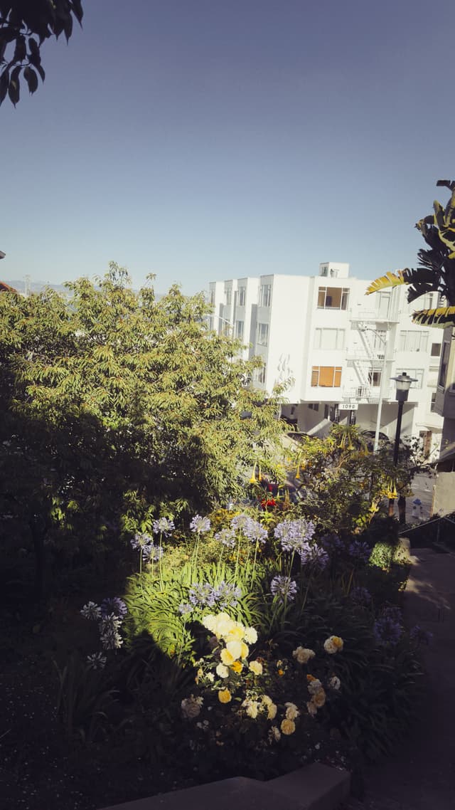 A lush garden with various flowers in the foreground, set against a backdrop of white buildings and a clear blue sky